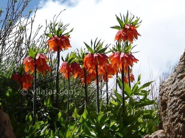 عکس شماره 12 - آبشار برنجه الیگودرز لرستان