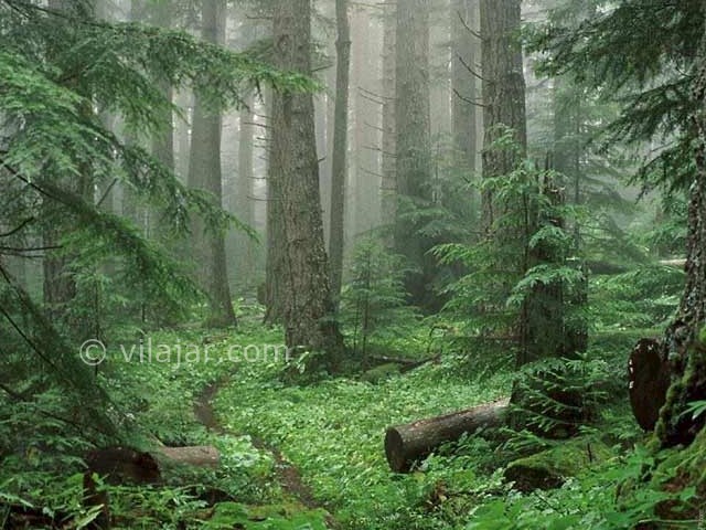عکس شماره 5 - پارک جنگلی سی سنگان