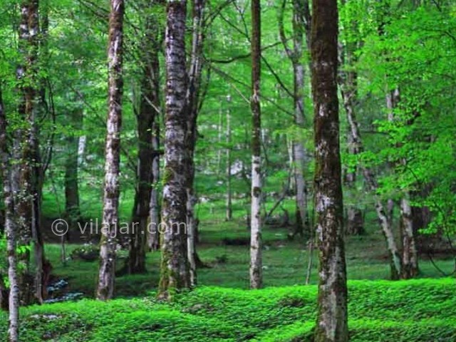 عکس شماره 17 - پارک جنگلی سی سنگان