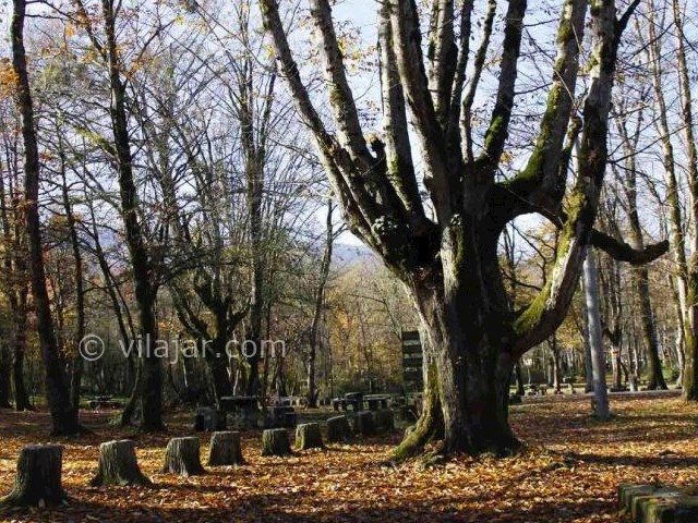 عکس شماره 19 - پارک جنگلی سی سنگان