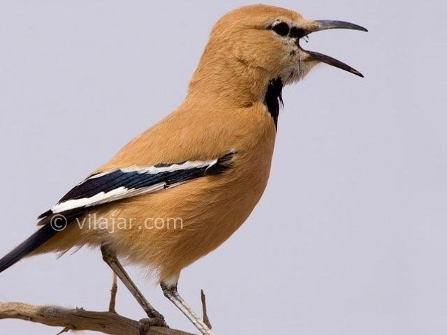 عکس شماره 4 - منطقه حفاظت شده خارتوران شاهرود