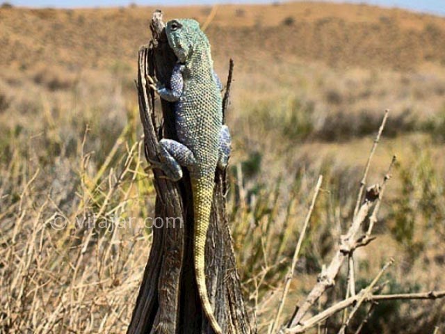 عکس شماره 5 - منطقه حفاظت شده خارتوران شاهرود