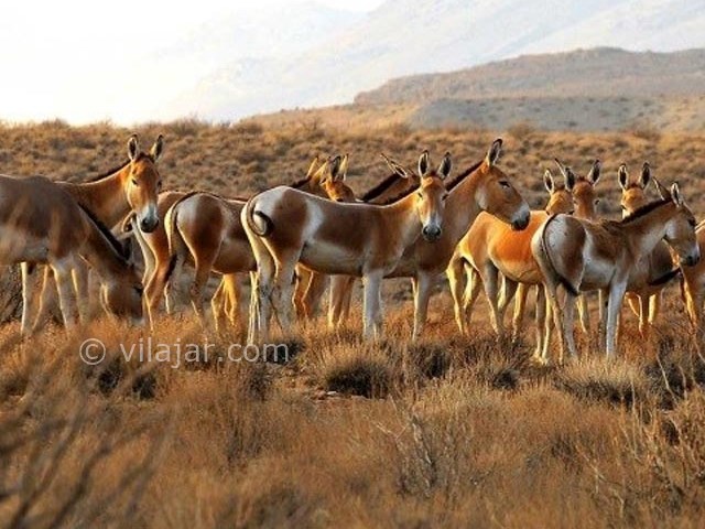 عکس شماره 6 - منطقه حفاظت شده خارتوران شاهرود