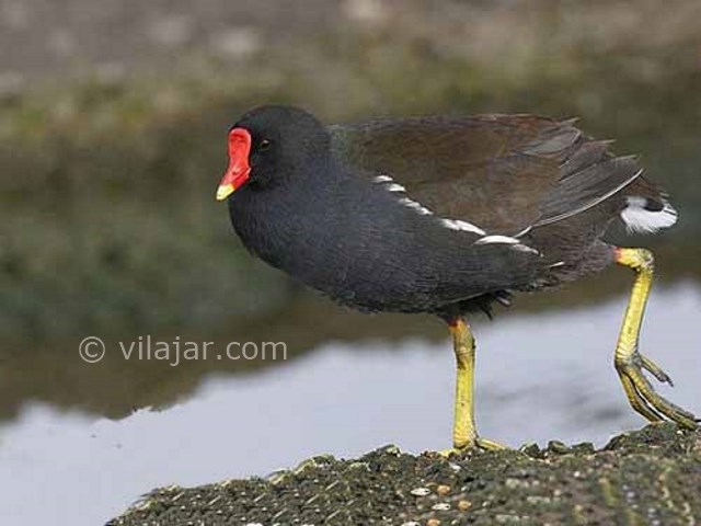 عکس شماره 3 - تالاب لیپار چابهار