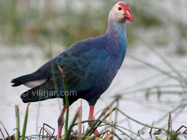 عکس شماره 4 - تالاب لیپار چابهار