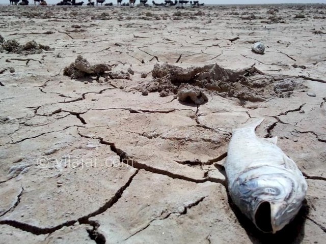 عکس شماره 3 - تالاب هامون زابل