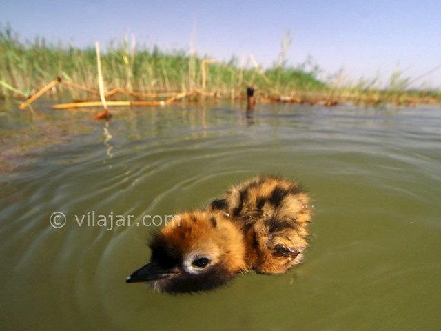 عکس شماره 4 - تالاب هامون زابل