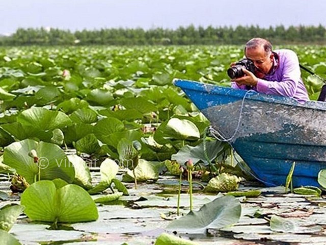 عکس شماره 5 - دریاچه سرآب نیلوفر کرمانشاه