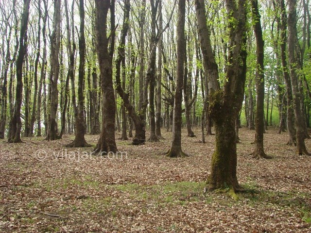 عکس شماره 4 - رستم آباد گیلان