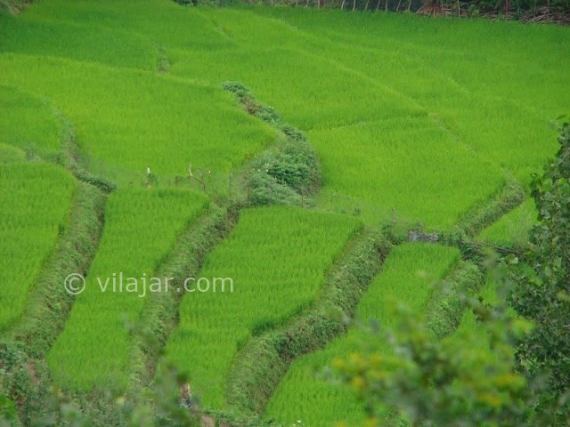 عکس شماره 7 - رستم آباد گیلان