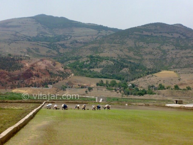 عکس شماره 12 - رستم آباد گیلان