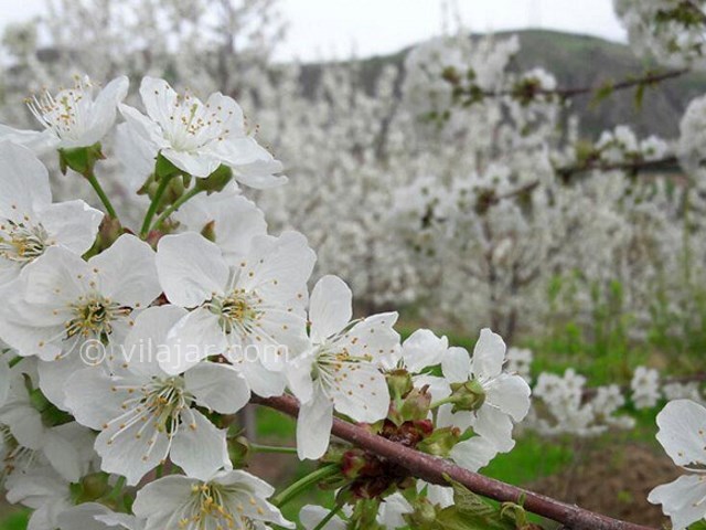 عکس شماره 6 - روستای ژیوار کردستان