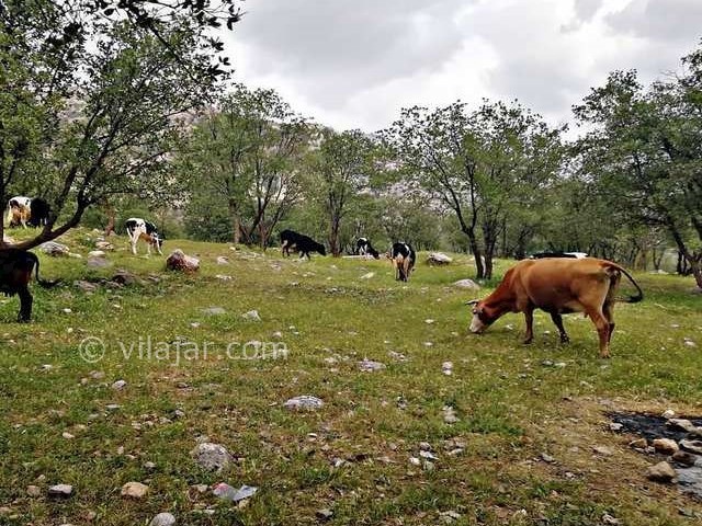عکس شماره 5 - روستای مال آقا باغ ملک