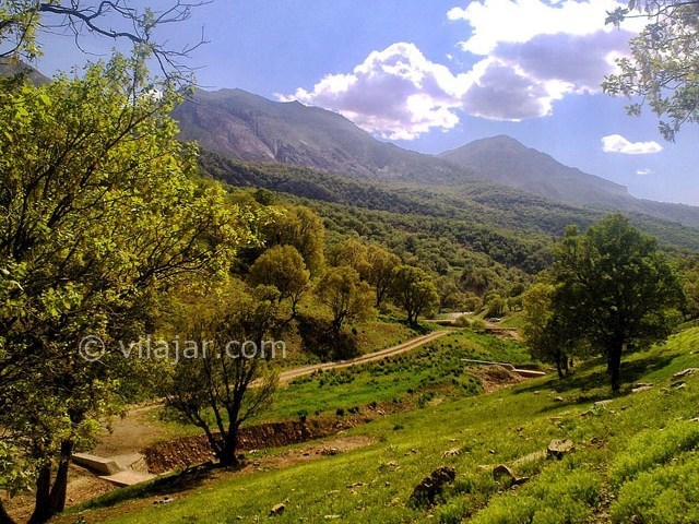 عکس اصلی شماره 1 - جنگل نای انگیز در لرستان