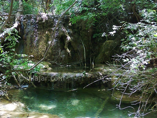 عکس شماره 3 - جنگل نای انگیز در لرستان