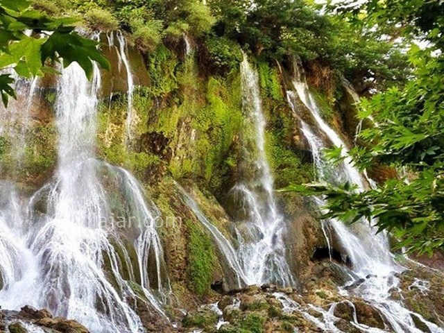 عکس شماره 4 - جنگل نای انگیز در لرستان