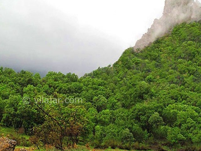 عکس شماره 5 - جنگل نای انگیز در لرستان