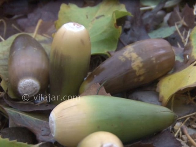 عکس شماره 6 - جنگل نای انگیز در لرستان