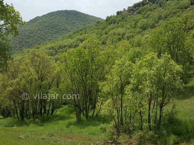 عکس شماره 7 - جنگل نای انگیز در لرستان
