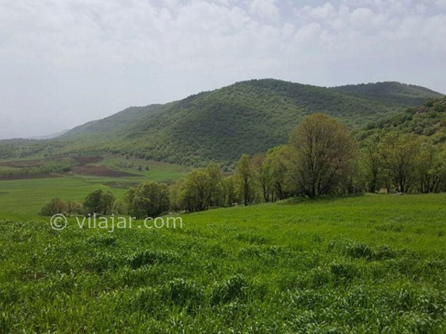 عکس شماره 8 - جنگل نای انگیز در لرستان