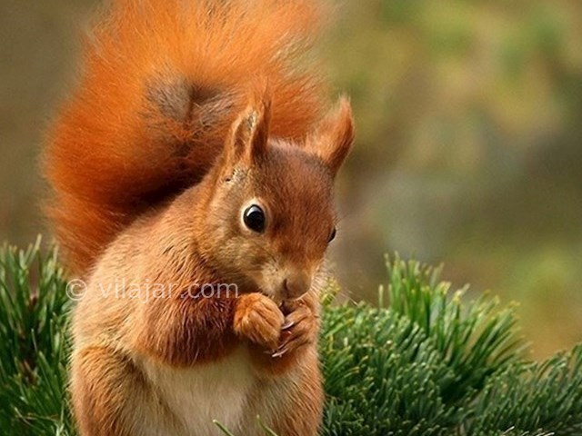 عکس شماره 9 - جنگل نای انگیز در لرستان