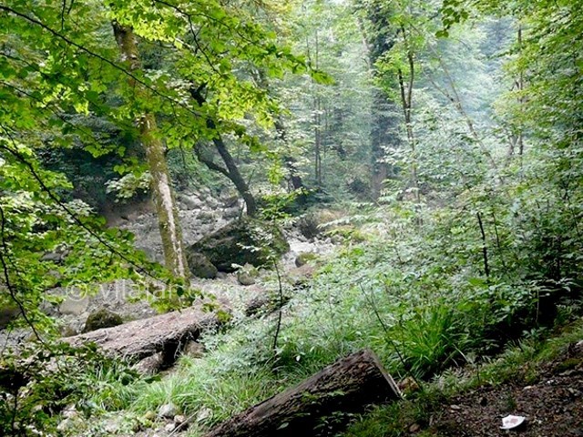 عکس شماره 3 - جنگل توسکستان گرگان