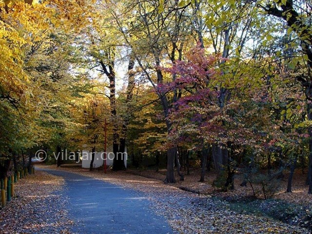عکس شماره 5 - جنگل توسکستان گرگان