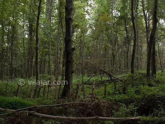 عکس شماره 6 - روستای لاویج نور
