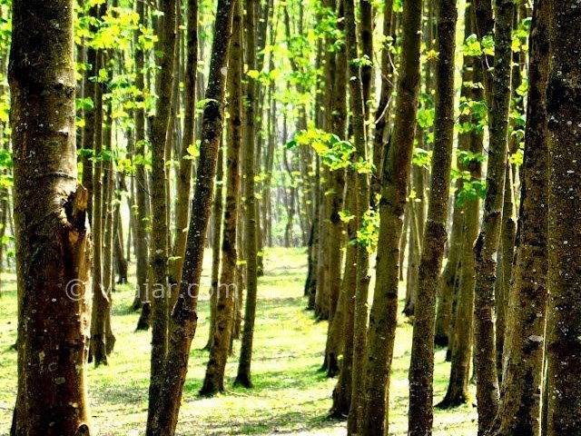 عکس شماره 8 - روستای لاویج نور