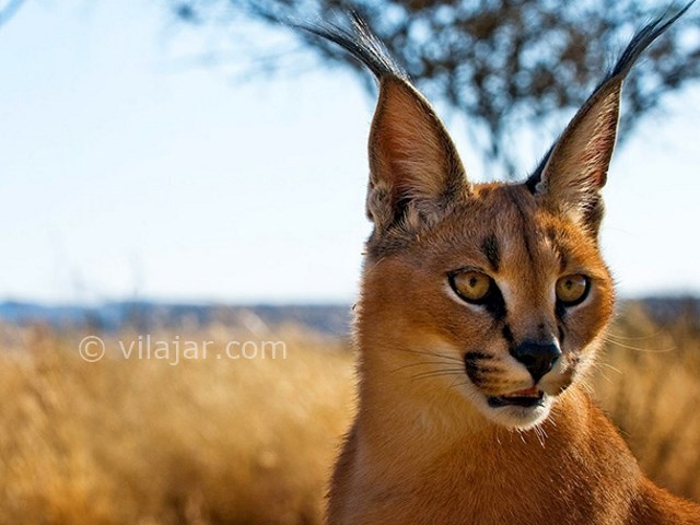 عکس شماره 4 - کویر کاراکال بافق