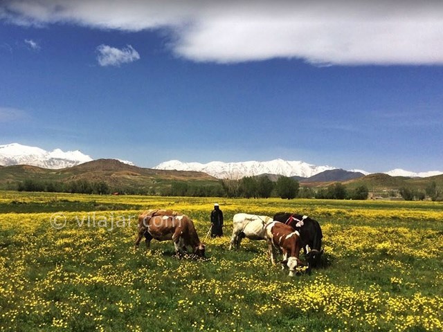 عکس شماره 7 - چشمه دیمه کوهرنگ