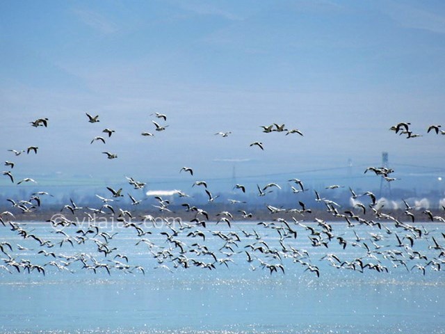 عکس شماره 5 - تالاب گندمان بروجن