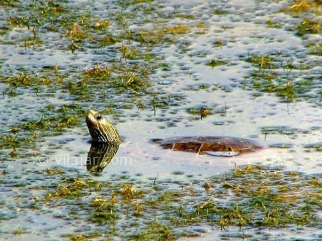 عکس شماره 6 - تالاب گندمان بروجن