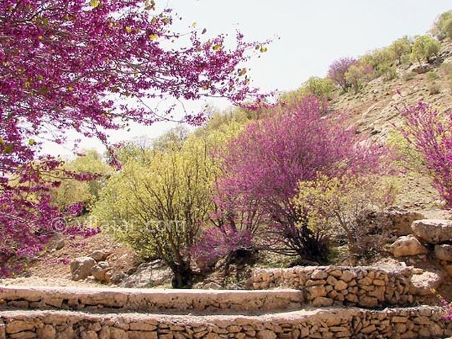 عکس شماره 3 - دره ارغوان ایلام