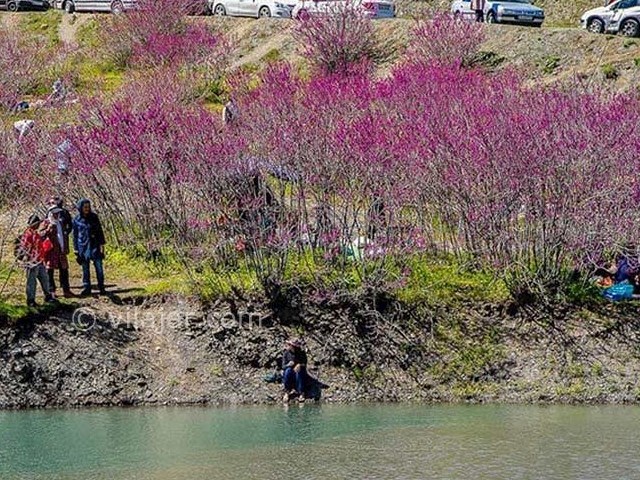 عکس شماره 6 - دره ارغوان ایلام