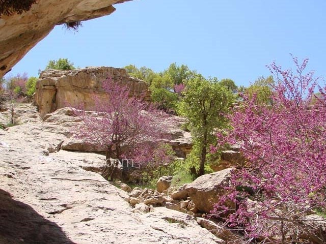 عکس شماره 7 - دره ارغوان ایلام