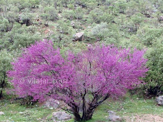 عکس شماره 8 - دره ارغوان ایلام