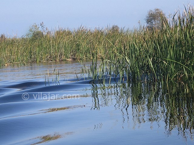 عکس شماره 3 - تالاب بین المللی امیر کلایه