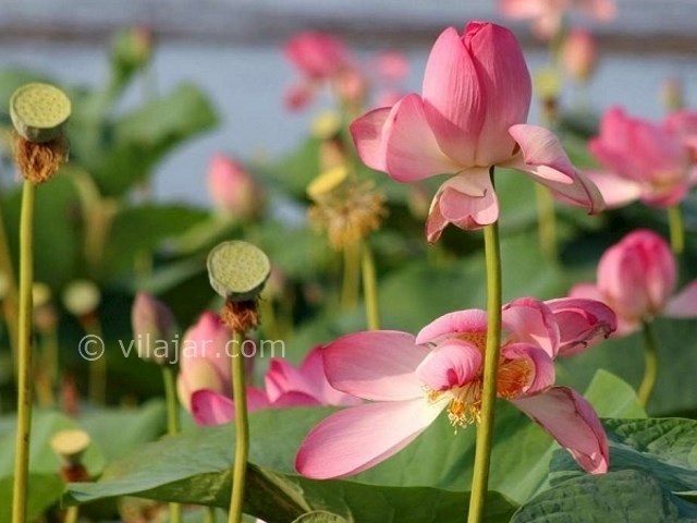 عکس شماره 4 - تالاب بین المللی امیر کلایه