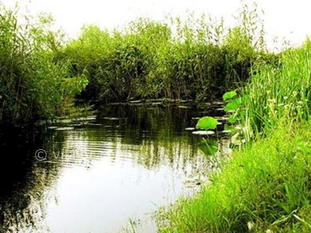 عکس شماره 5 - تالاب بین المللی امیر کلایه