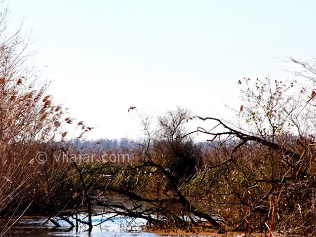 عکس شماره 6 - تالاب بین المللی امیر کلایه