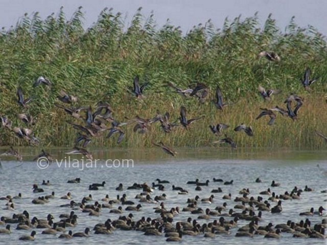 عکس شماره 7 - تالاب بین المللی امیر کلایه