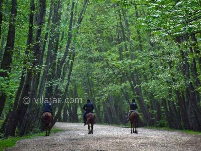 عکس اصلی شماره 2 - پارک جنگلی نور