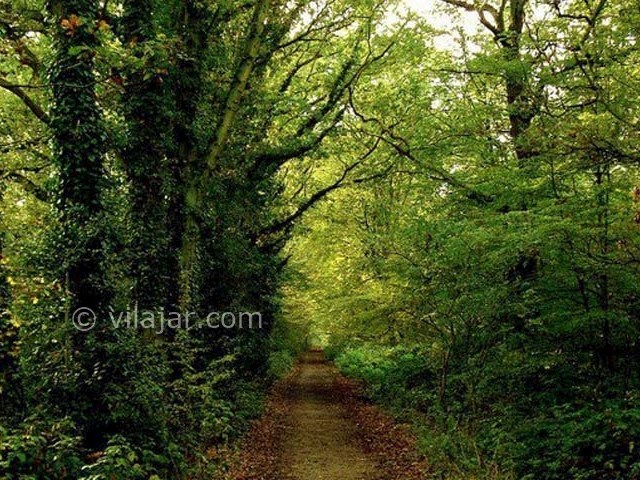 عکس شماره 3 - پارک جنگلی نور