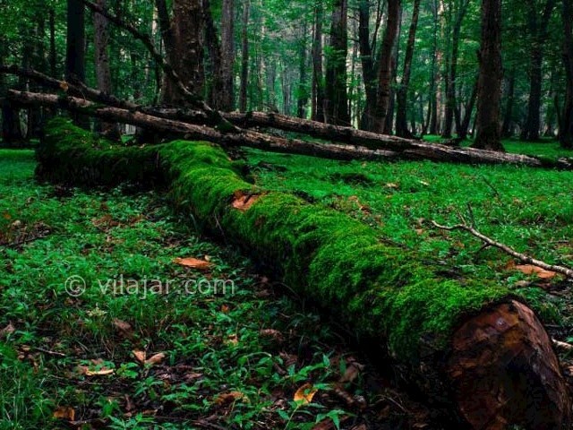 عکس شماره 6 - پارک جنگلی نور