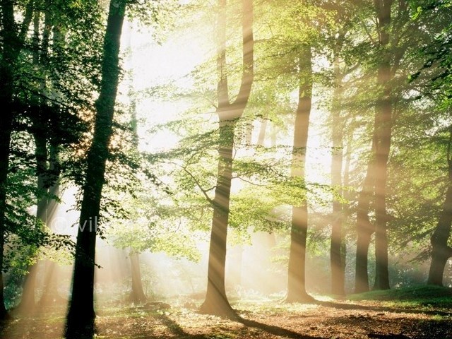 عکس شماره 7 - پارک جنگلی نور