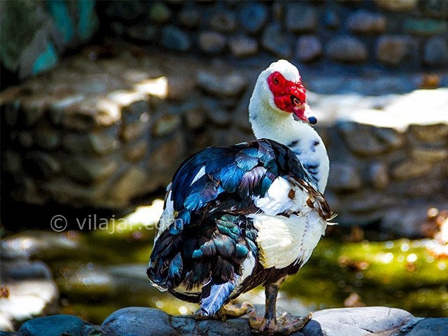 عکس شماره 6 - پارک ساعی تهران