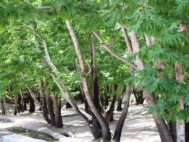 عکس شماره 4 - تنگ گنجه ای یاسوج