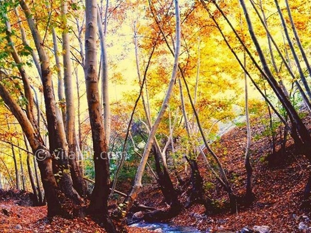 عکس شماره 5 - تنگ گنجه ای یاسوج