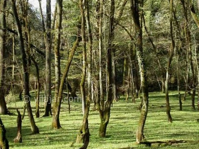 عکس اصلی شماره 2 - پارک جنگلی فین چالوس